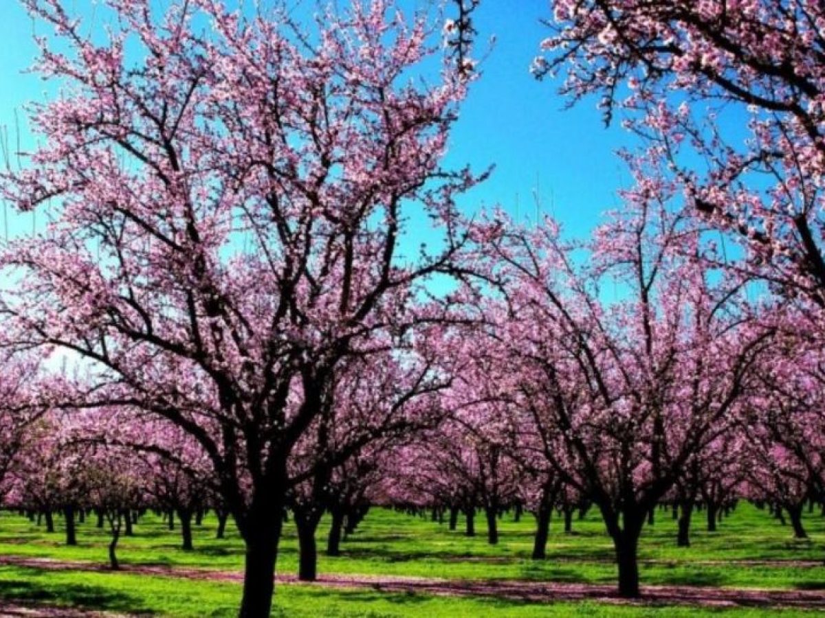 To ποίημα της Κυριακής: Η αμυγδαλιά