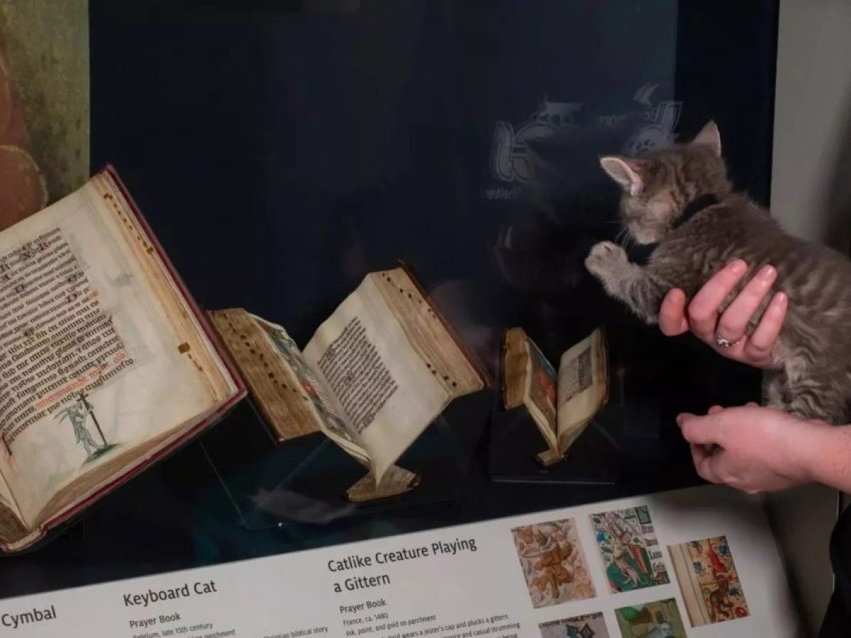 Πατούσες επί χάρτου – Μια άτακτη γάτα και μία έκθεση