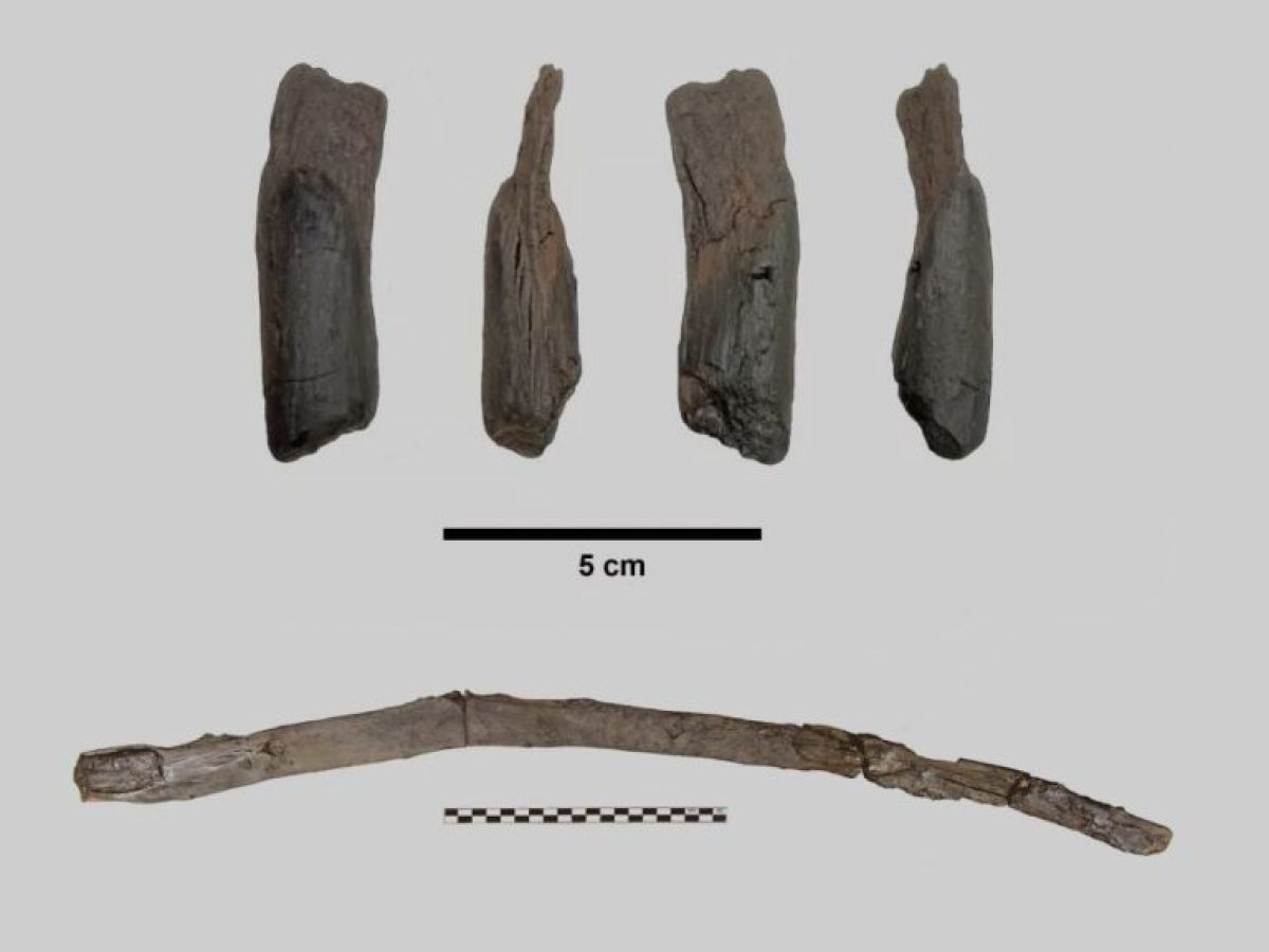 Αρκαδία: Στη Μεγαλόπολη τα αρχαιότερα γνωστά ξύλινα εργαλεία παγκοσμίως