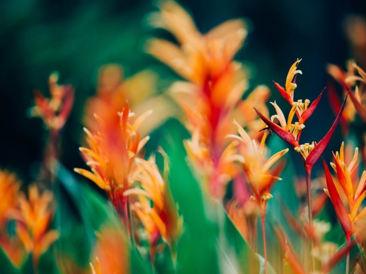 Η γοητεία του αγνώστου: Γιατί μας αρέσουν τα εξωτικά πράγματα