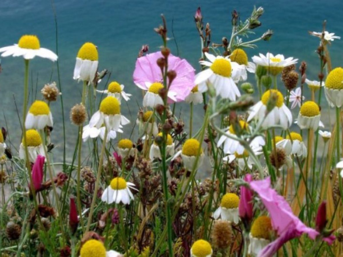 Το ποίημα της Κυριακής: Ανοιξιάτικη Αγάπη