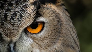 Τι σημαίνει τελικά «Στρίγγλα»; Η σκοτεινή ιστορία πίσω από τη λέξη