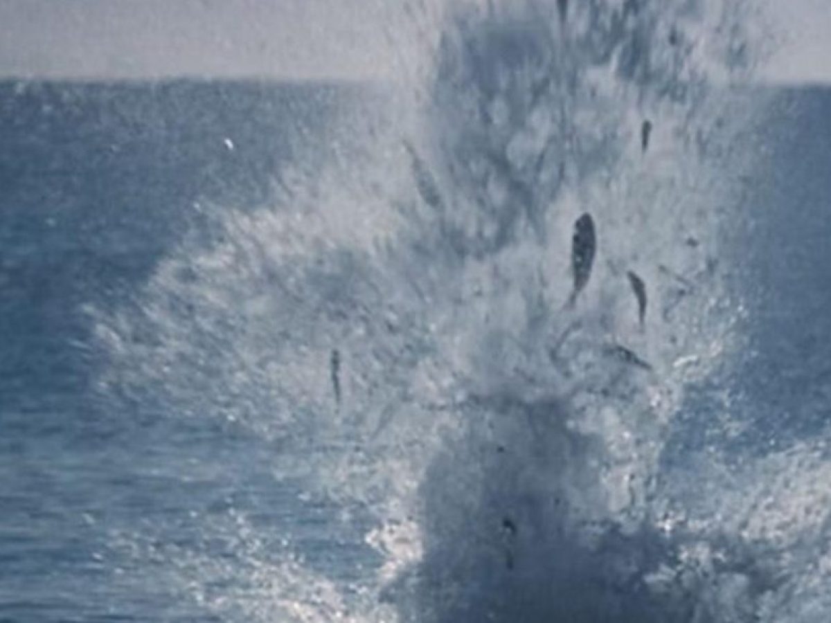 KINO Athens: The Deer Film Club στο T.A.F. / The Art Foundation | CultureNow.gr