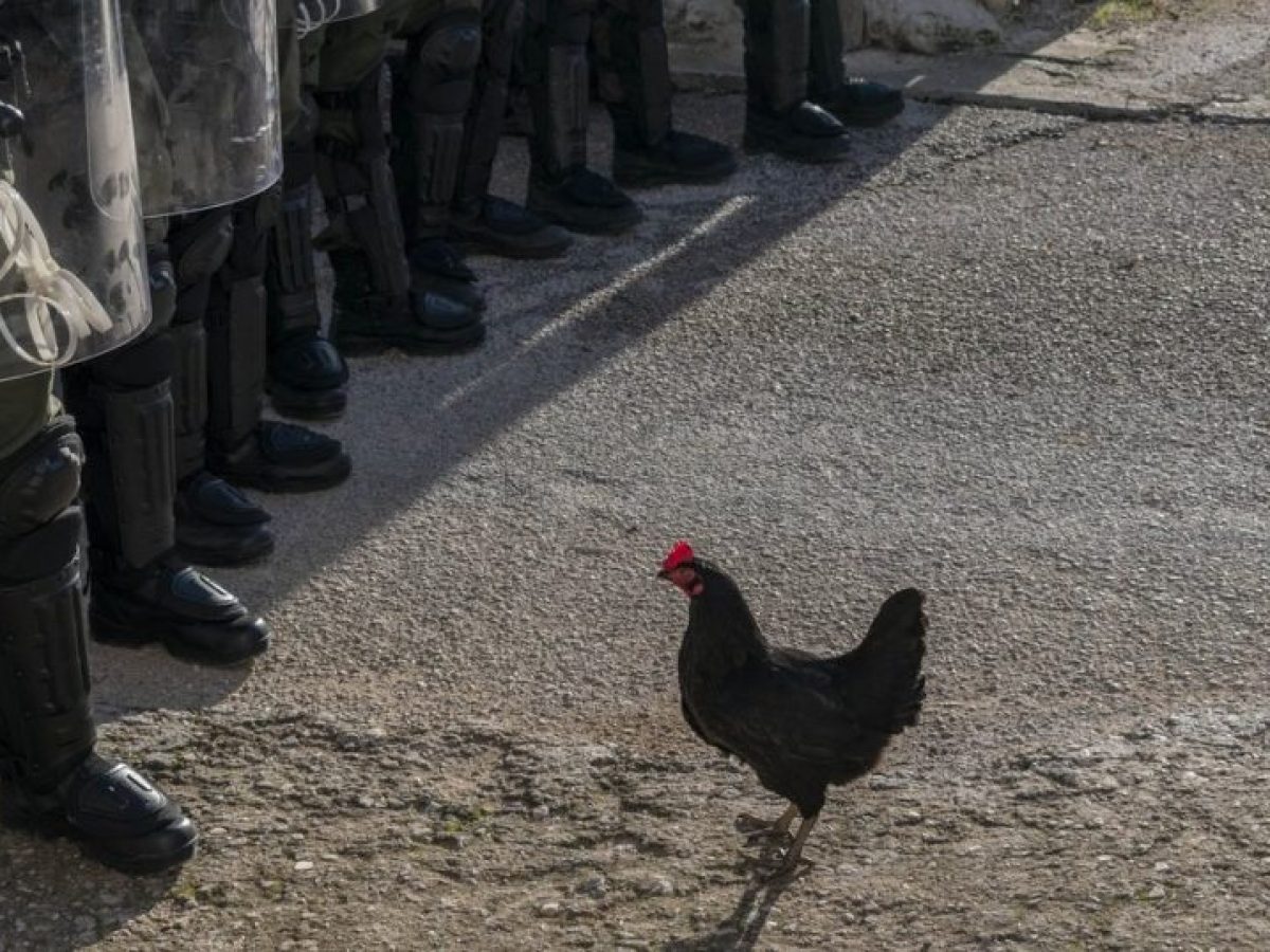 Η ζωή δεν είναι πάντα στρωμένη με πούπουλα! Κυκλοφόρησε το τρέιλερ της «Κότας» του Γκιόργκι Πάλφι