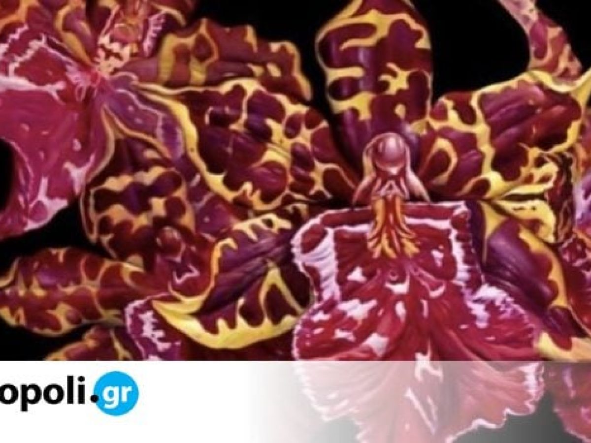 &Tau;&rho;&iota;&lambda;&omicron;&gamma;ί&alpha;: &Alpha;&nu;&alpha;&delta;&rho;&omicron;&mu;&iota;&kappa;ή έ&kappa;&theta;&epsilon;&sigma;&eta; &tau;&omicron;&upsilon; &Gamma;&iota;ά&nu;&nu;&eta; &Nu;&omicron;&mu;&iota;&kappa;&omicron;ύ &sigma;&tau;&omicron; &Mu;&omicron;&upsilon;&sigma;&epsilon;ί&omicron; &tau;&eta;&sigmaf; &Pi;ό&lambda;&epsilon;&omega;&sigmaf; &tau;&omega;&nu; &Alpha;&theta;&eta;&nu;ώ&nu;